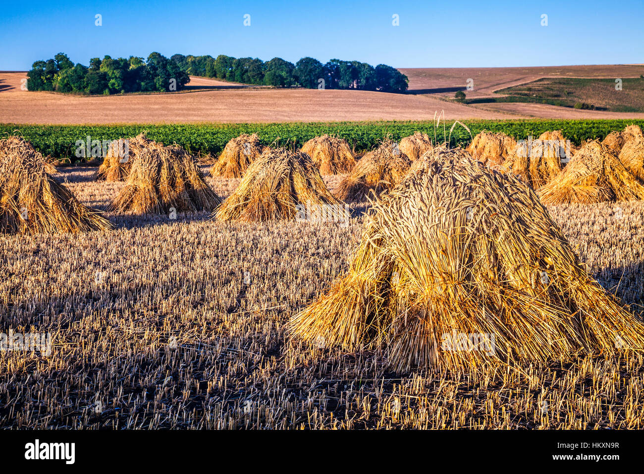 Traditional stooks of wheat in a field in Wiltshire, UK. Stock Photo