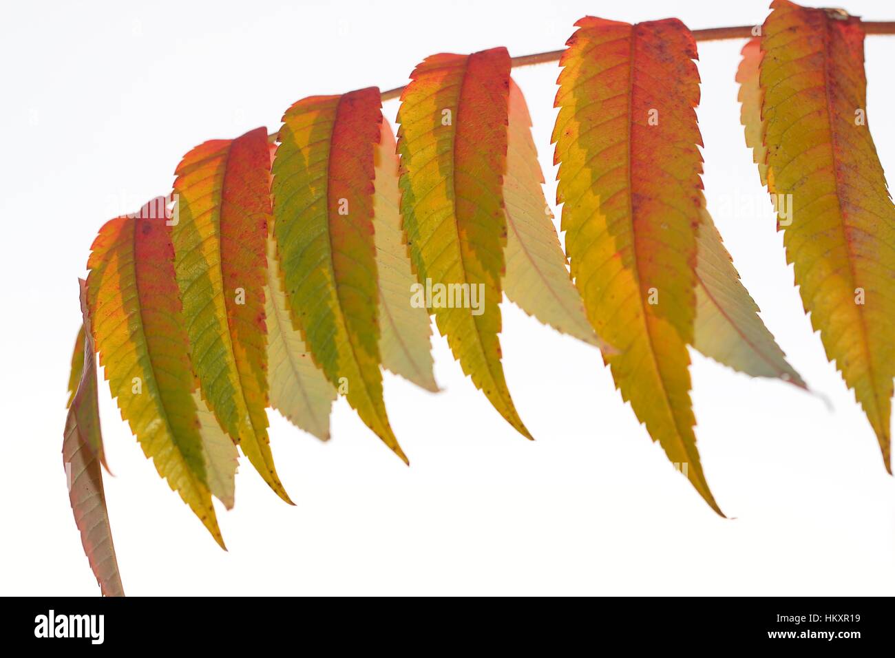 Row of Rhus Typhina stag horn Leaves on the change from Green to Red as Autumn approaches. Stock Photo