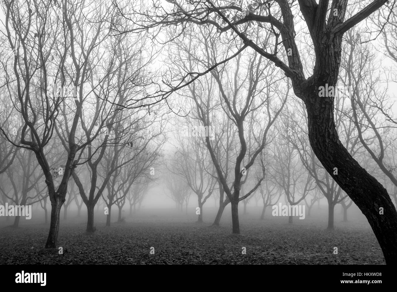 Black & White of misty winter walnut trees Stock Photo - Alamy