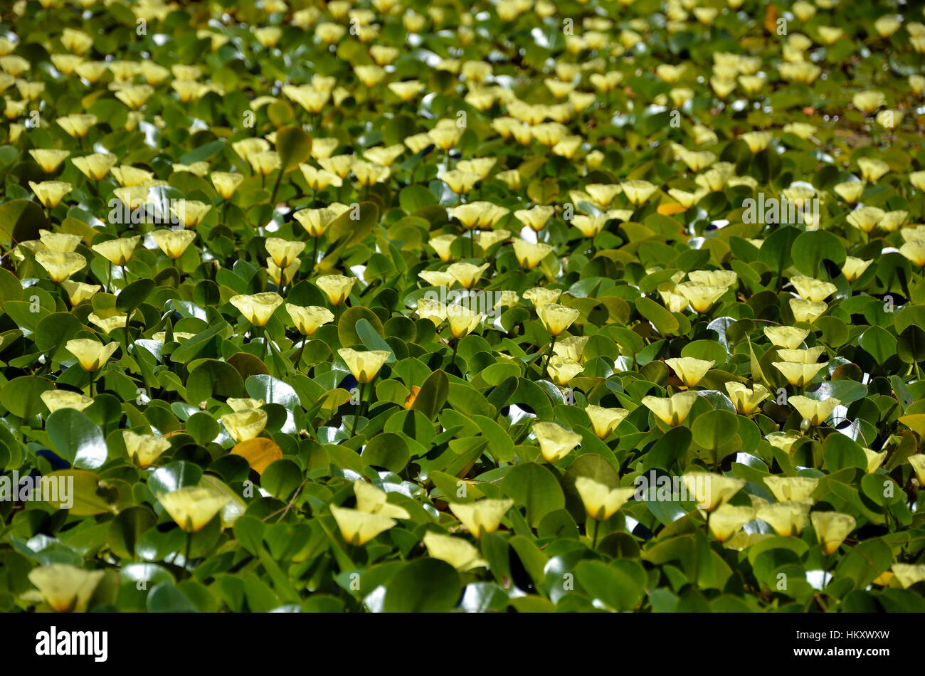 Yellow flowers of the aquatic water poppy Hydrocleys nymphoides growing in a river, Royal National Park, Sydney. Selective focus Stock Photo