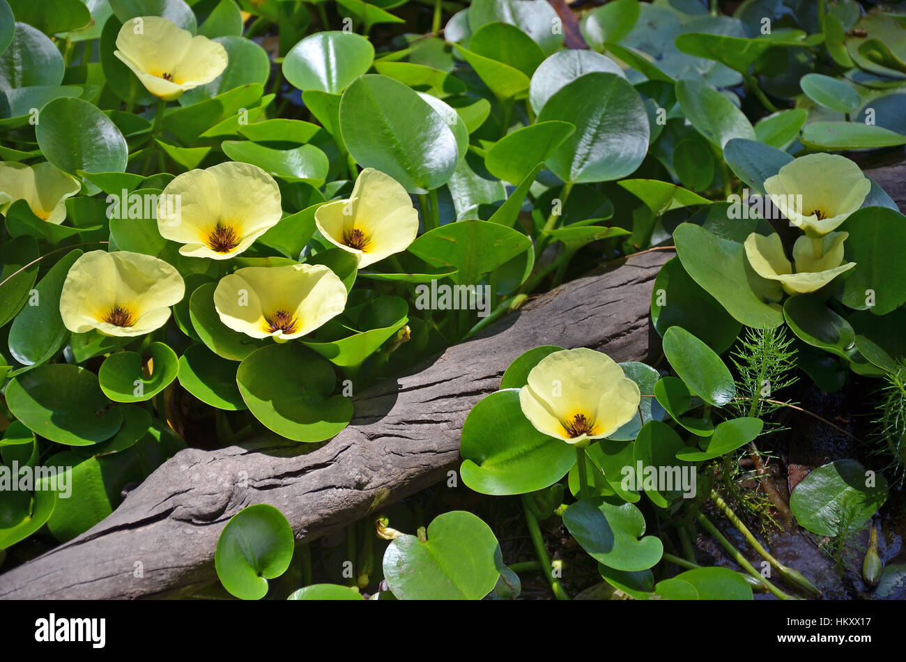Yellow flowers of the aquatic water poppy Hydrocleys nymphoides growing in a river, Royal National Park, Sydney. Stock Photo