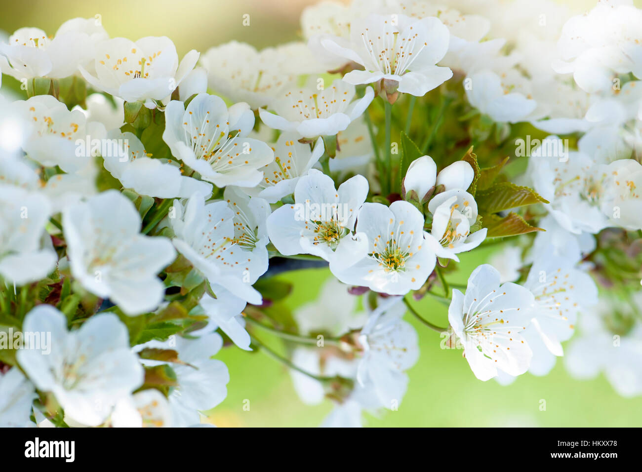 Delicate white blossom flowers of the Bradbourne Black Cherry tree in flower, image taken spring time against a soft background. Stock Photo