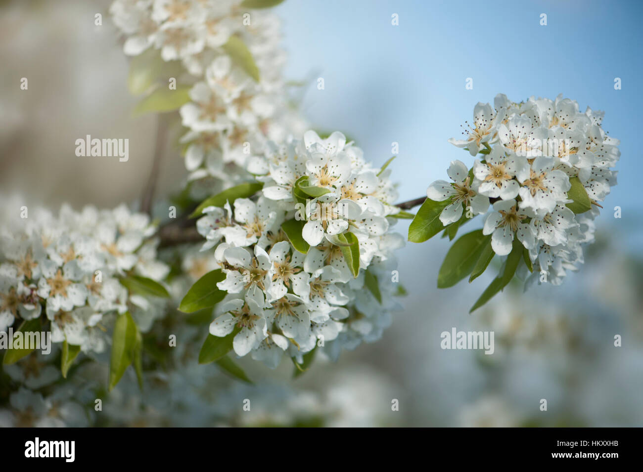 bergamotte-bergamote-d-esperen-pear-tree-in-flower-with-soft-white