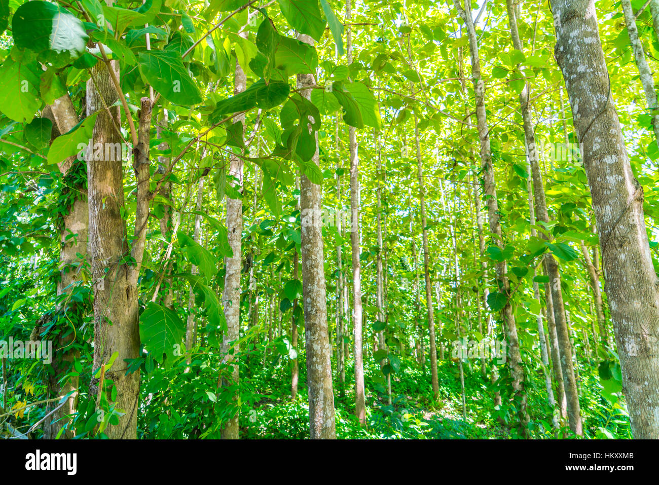 Green forest with sunlight Stock Photo - Alamy