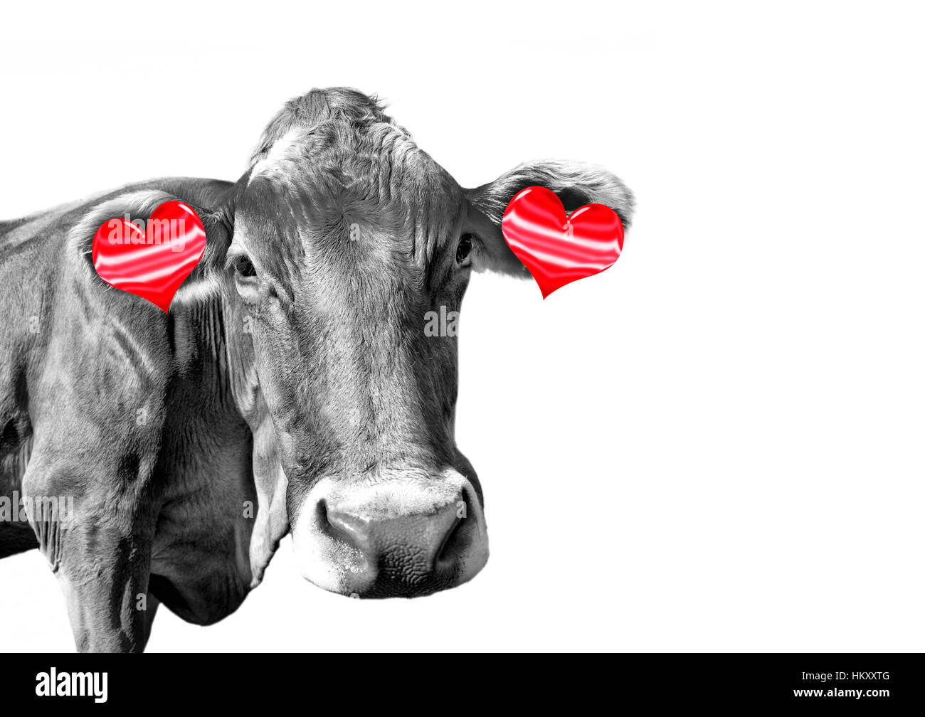 Black and white fun cow with red hearts earrings on white background, valentines day concept Stock Photo