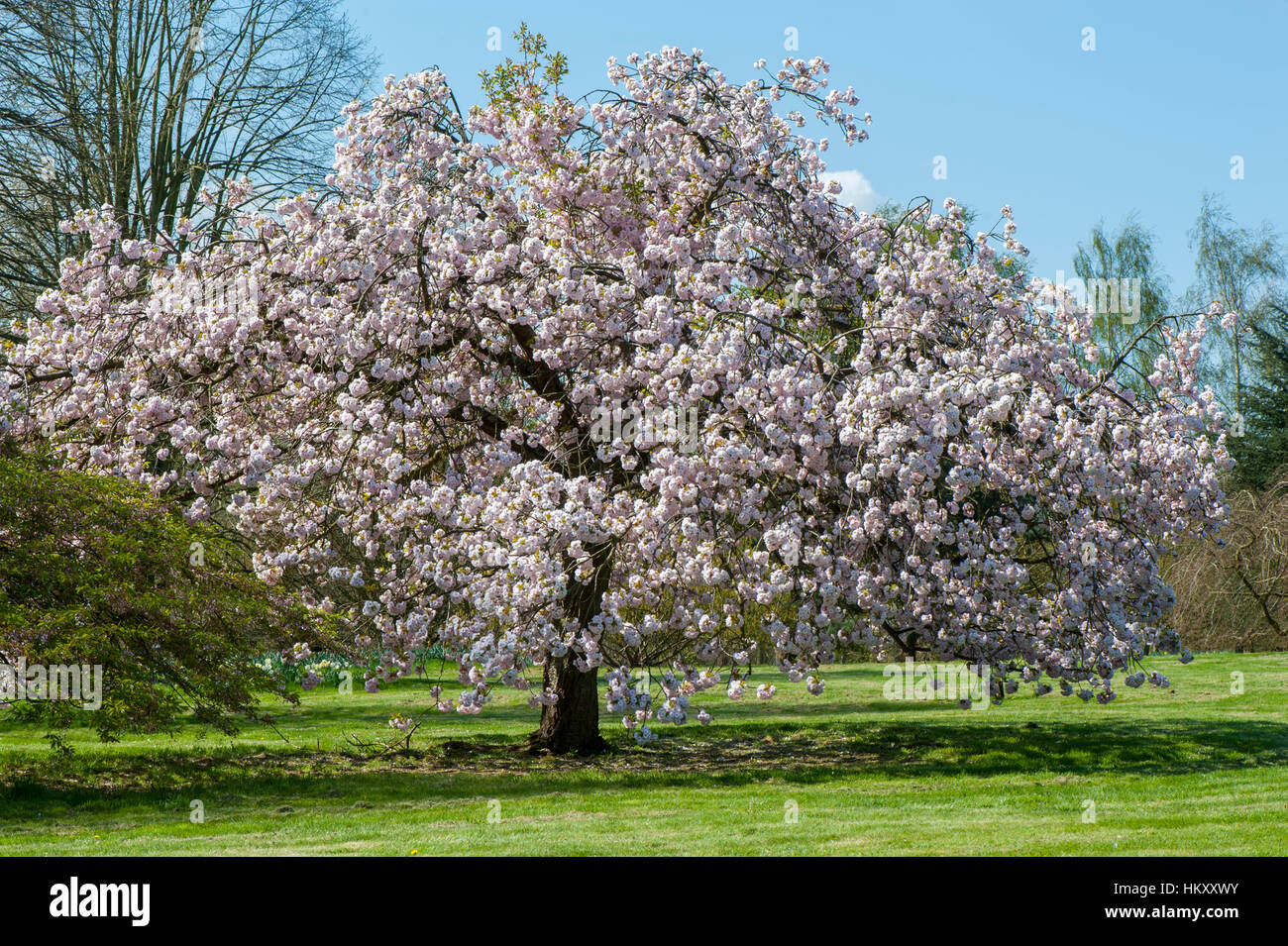 Prunus matsumae fuki hi-res stock photography and images - Alamy