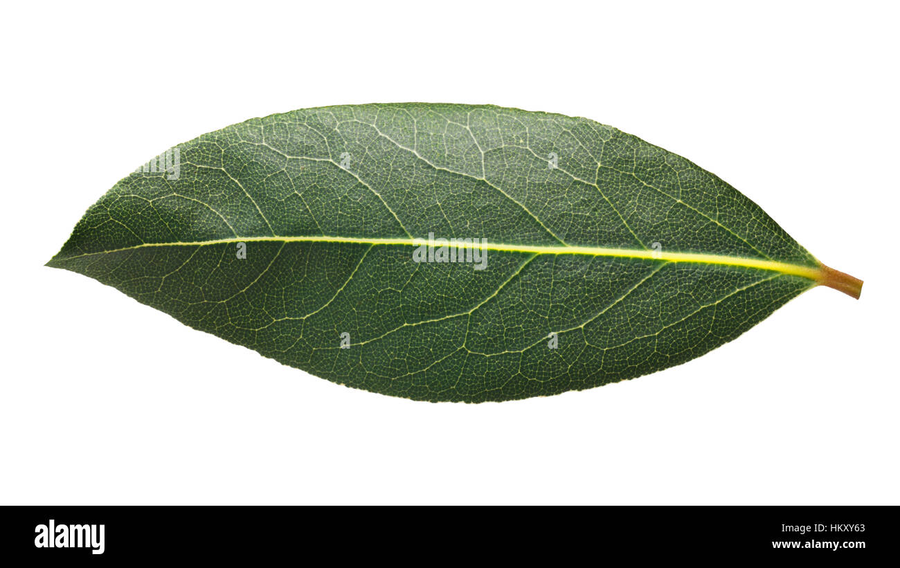 Single fresh bay Laurel leaf (Laurus nobilis). Clipping path Stock