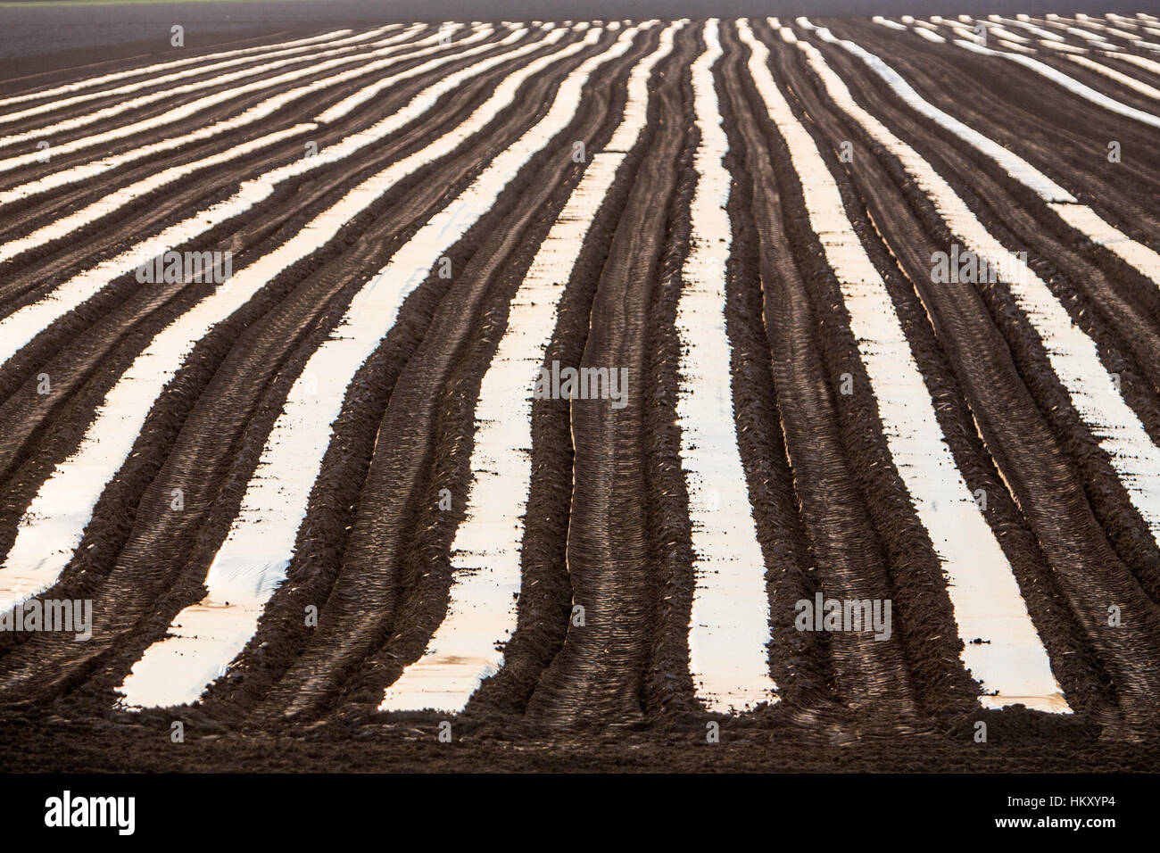 Field, field, covered with plastic plots, so that the plants grow faster, Stock Photo