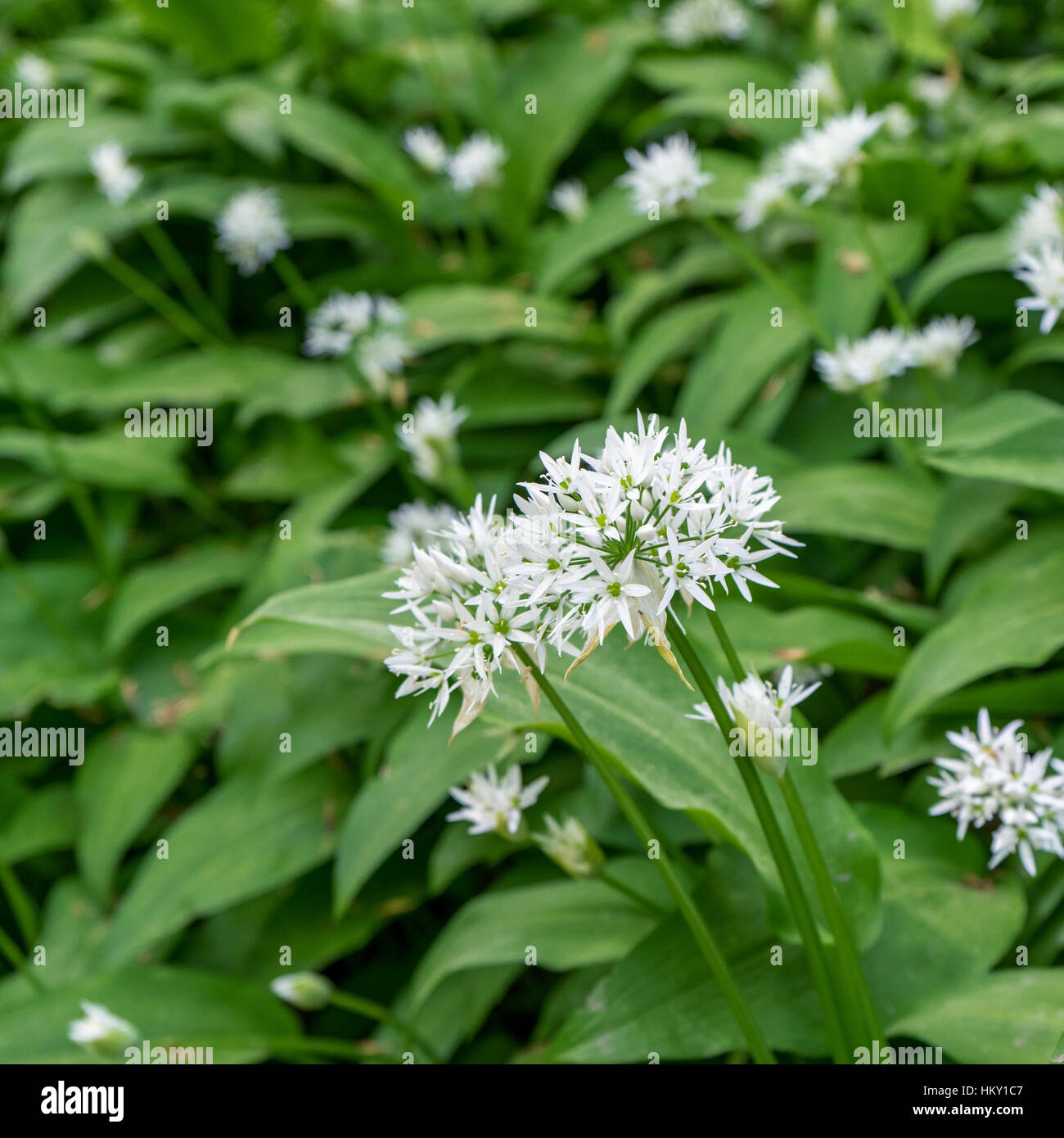 white flowering wild garlic Stock Photo