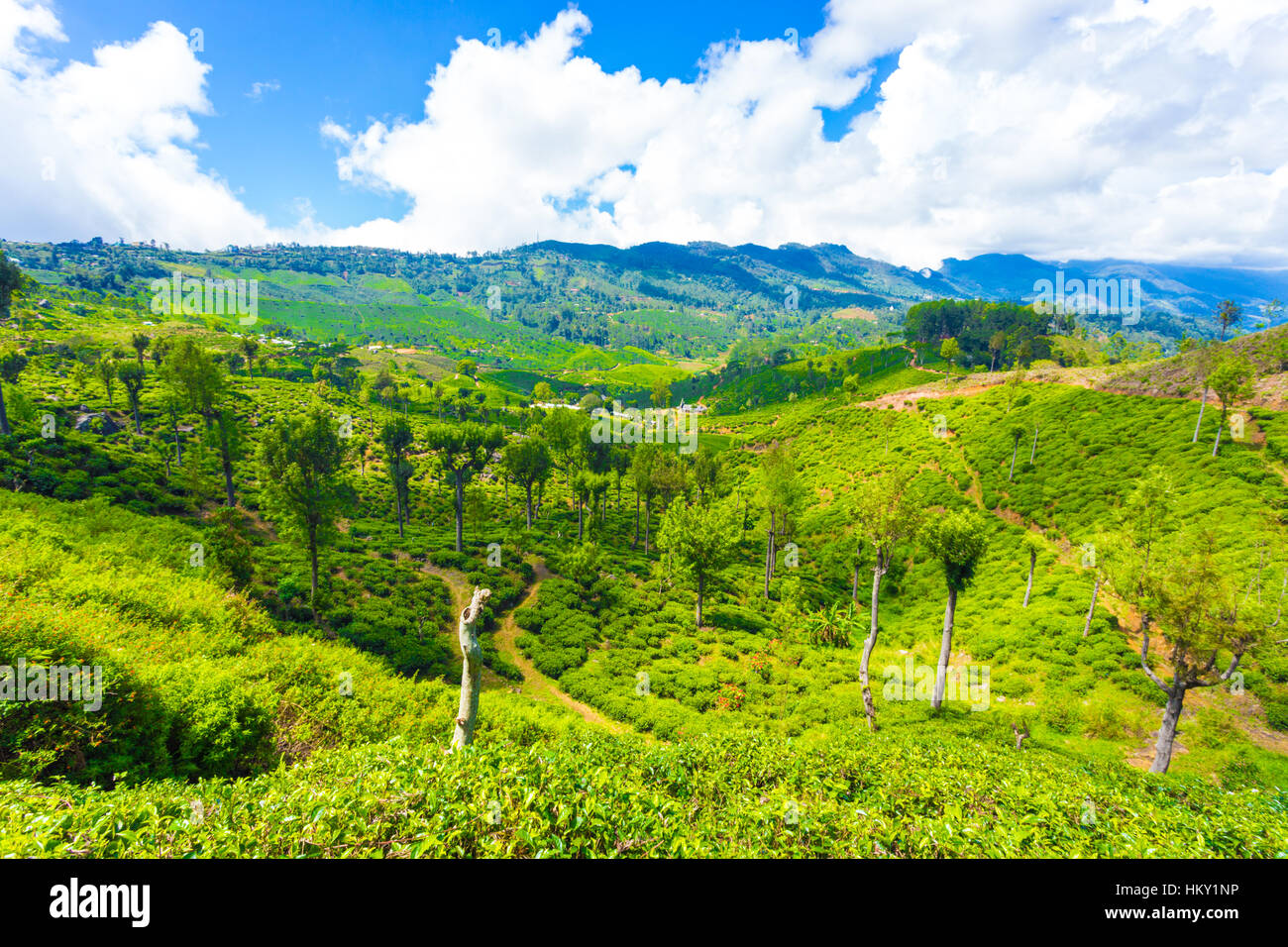 Beautiful scenic landscape overview of green tea plantation estate valley and surrounding mountains around manicured tea plants Stock Photo
