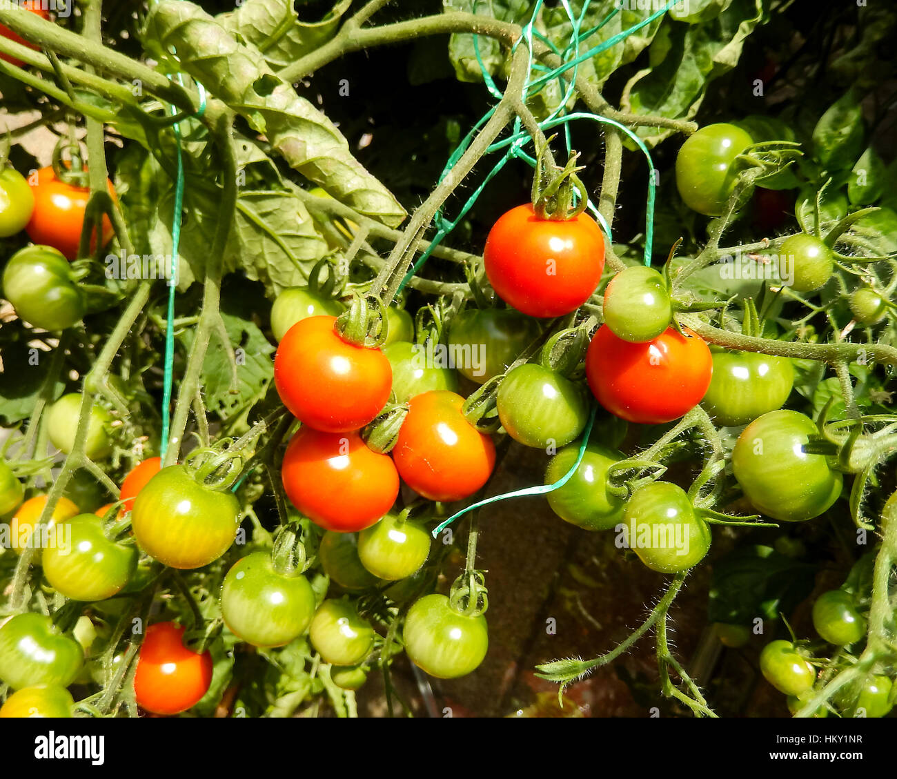 Red and green cherry tomatoes on a truss tied up in a garden Stock Photo
