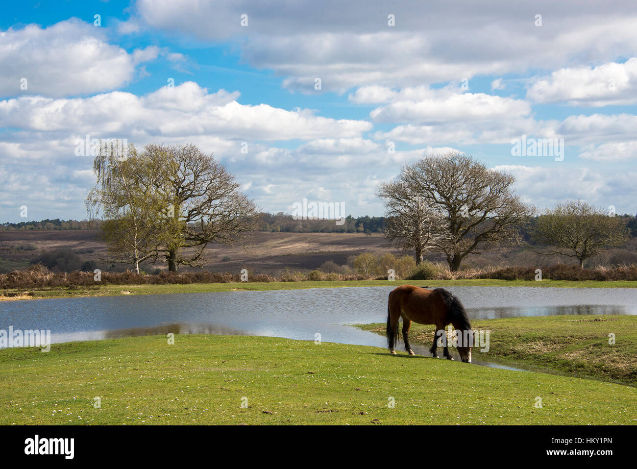 Pony grazing by large pond in the New Forest National Park Stock Photo
