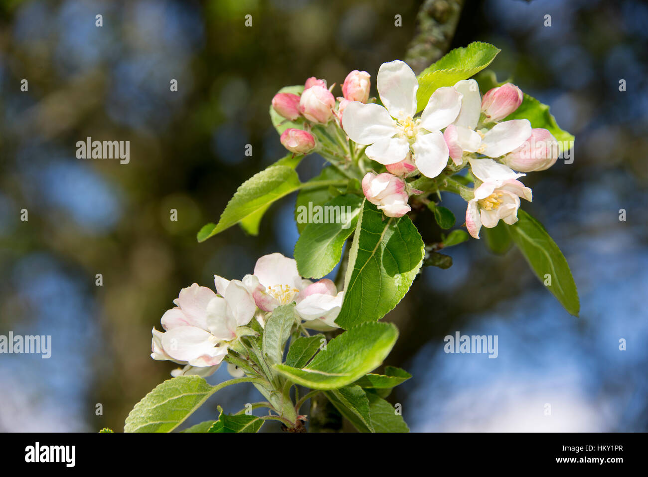 Small apple tree branch with pink and white apple blossom flowers and green leaves Stock Photo