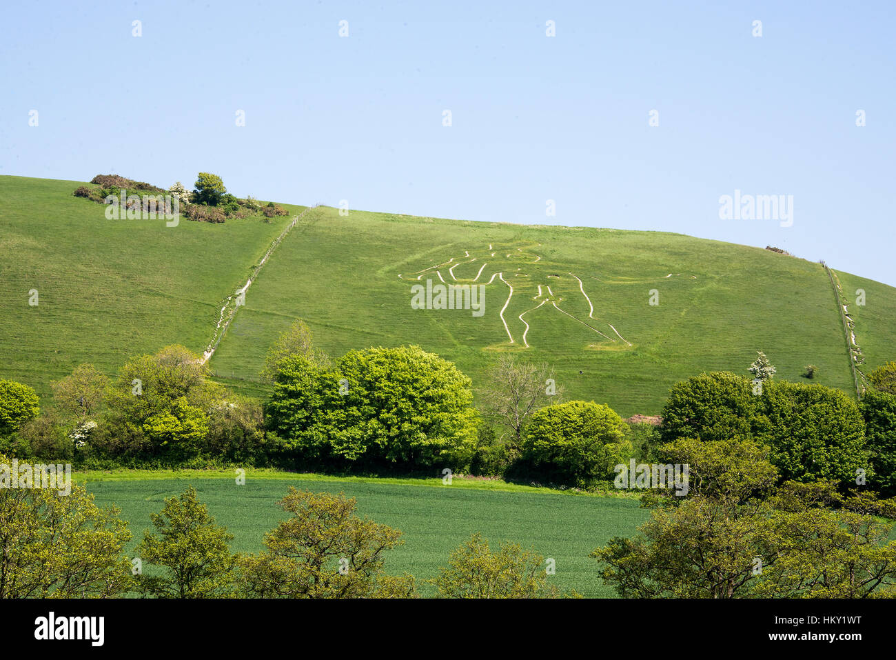 The large chalk figure of the Cerne Giant on Giant Hill at Cerne Abbas in Dorset, England in summer Stock Photo