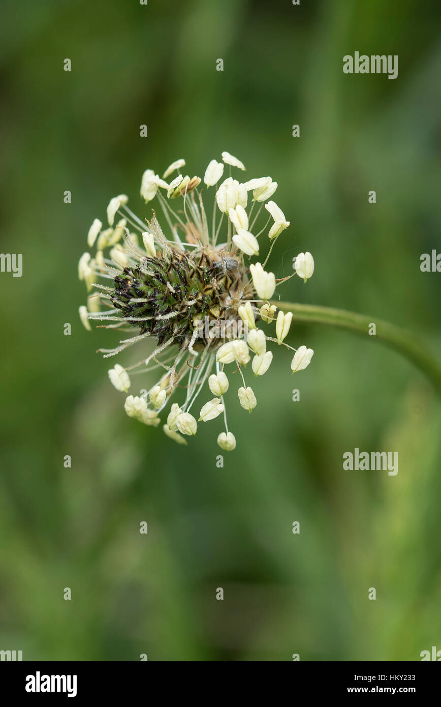 Flower head of tiny Ribwort Plantain, Plantago lanceolata, isolated in field Stock Photo