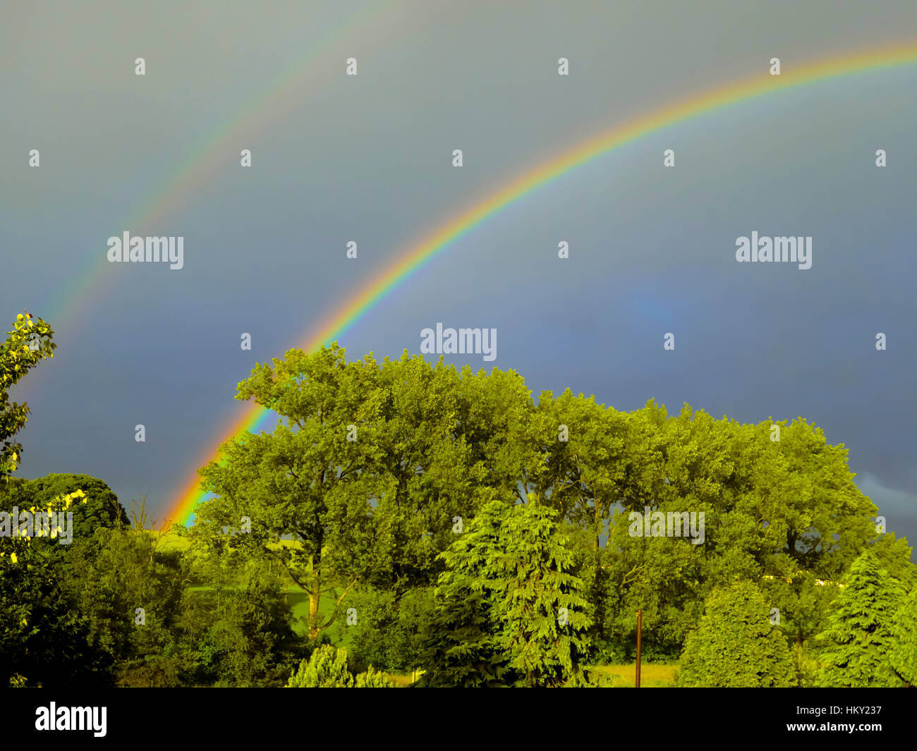 Tall trees with blue sky hi-res stock photography and images - Alamy