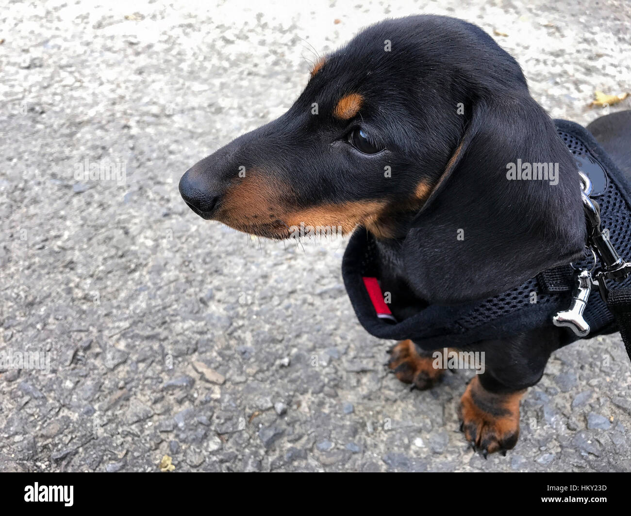 Black and tan miniature smooth-haired Dachshund puppy in profile wearing a harness on the ground Stock Photo