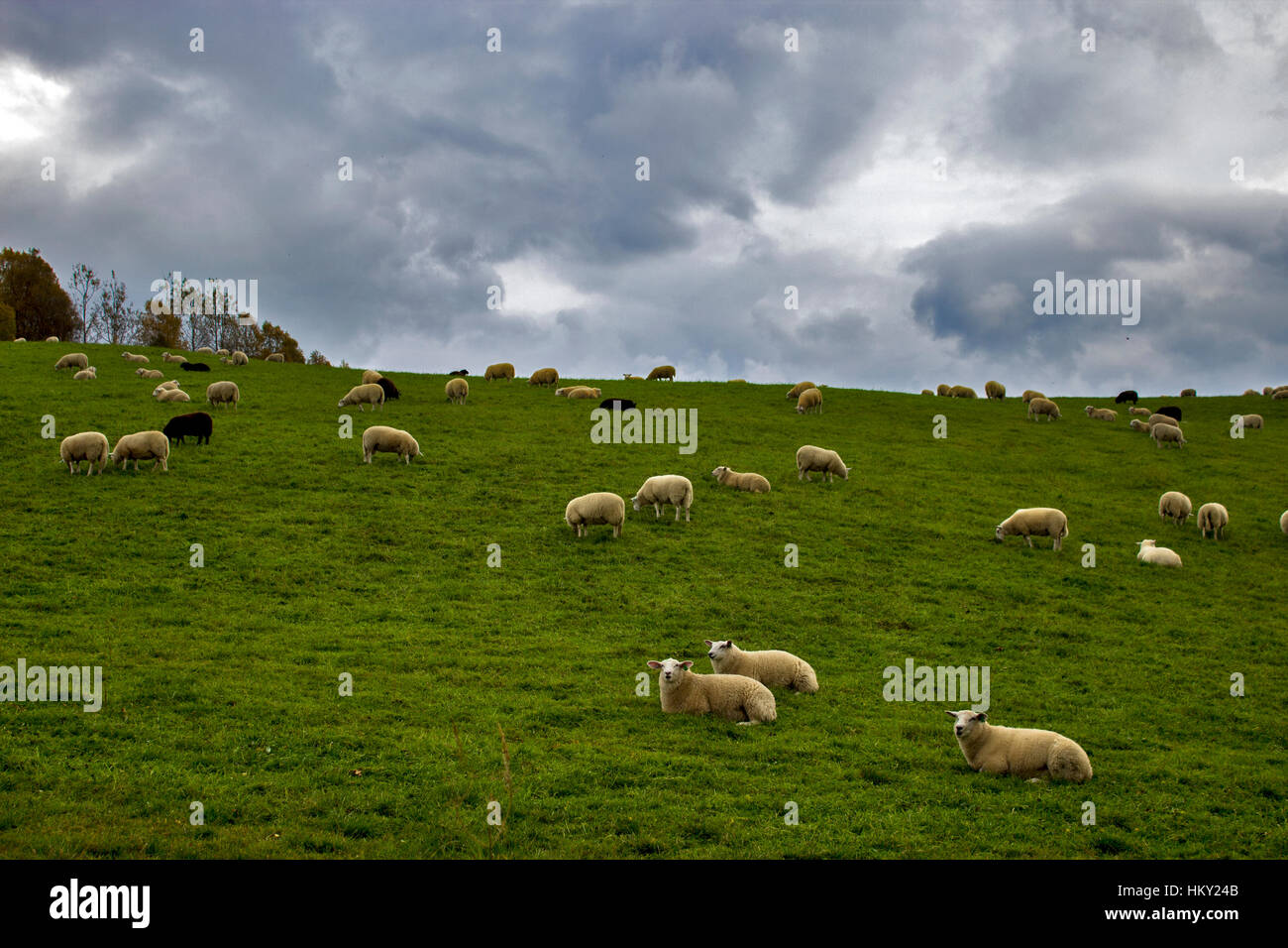 Sheep on a green meadow with a cloudy sky Stock Photo - Alamy