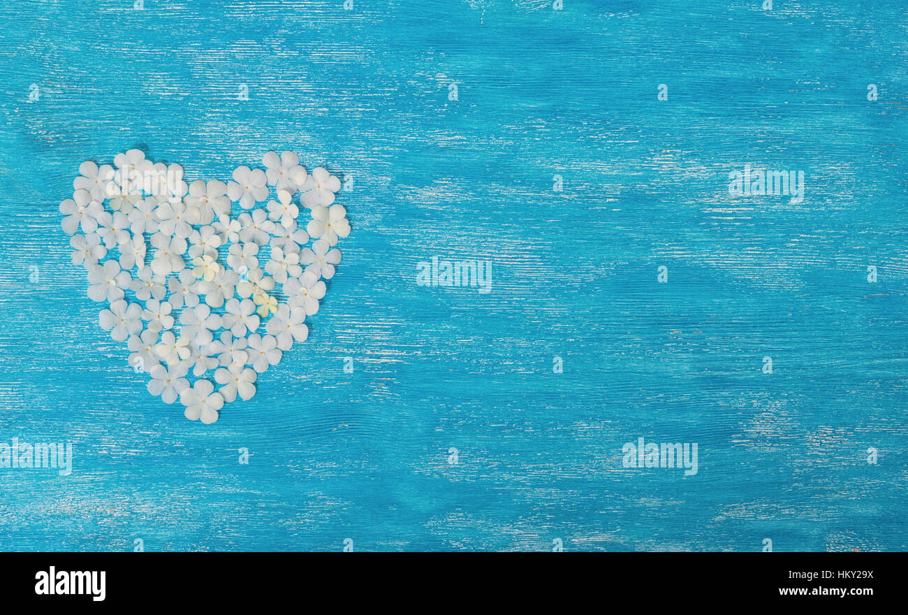 flat lay of beautiful white flowers shape heart on blue wooden ...