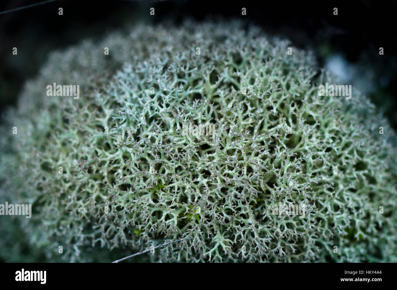 Ball of Leafy foliose lichen living on forest soil, moss, Andalusia