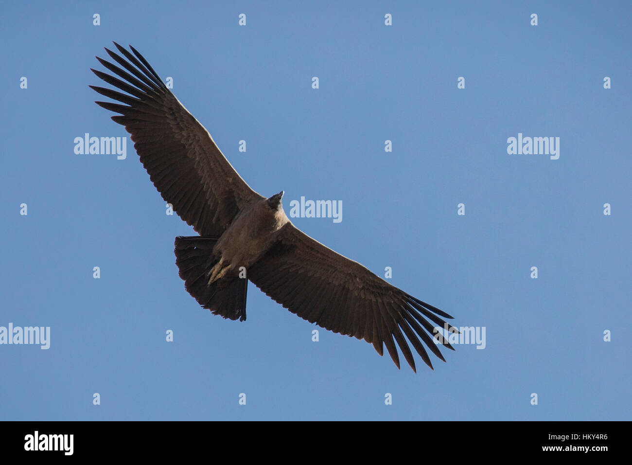 Condor in flight Stock Photo Alamy