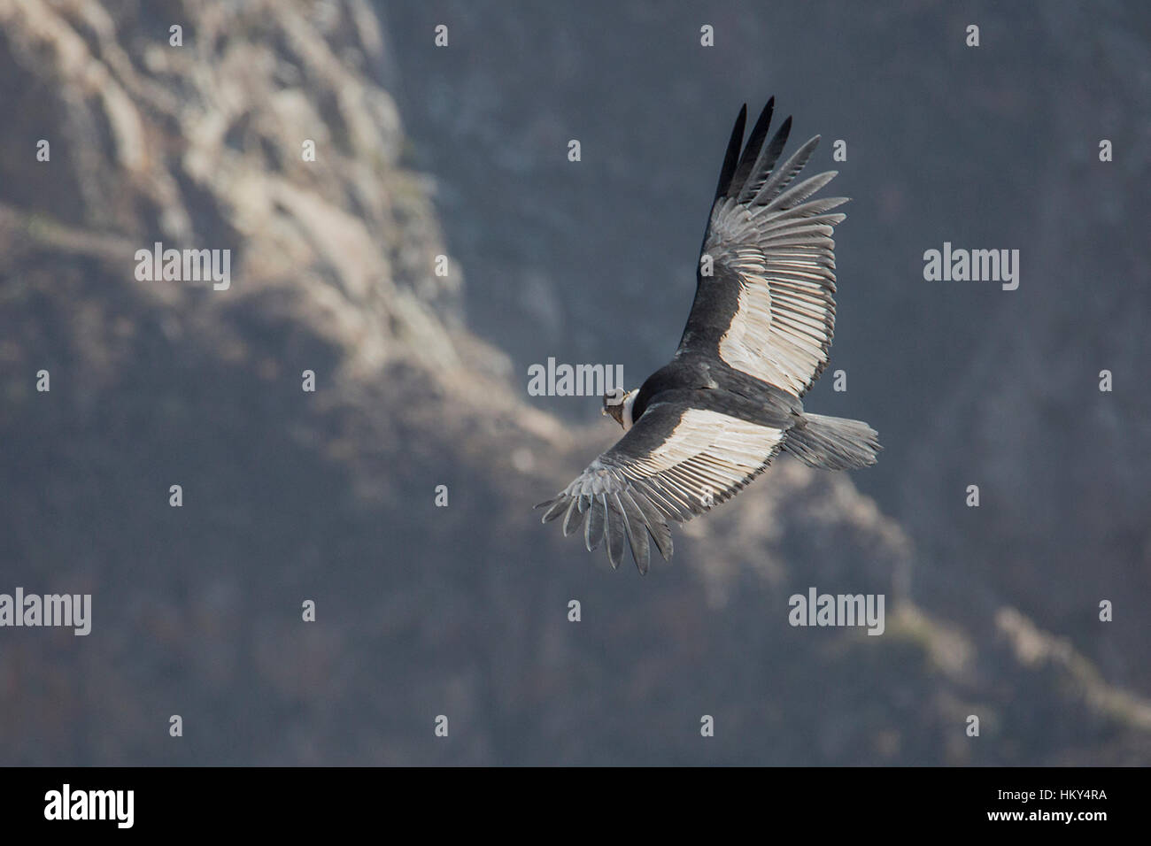 Condor in flight Stock Photo Alamy