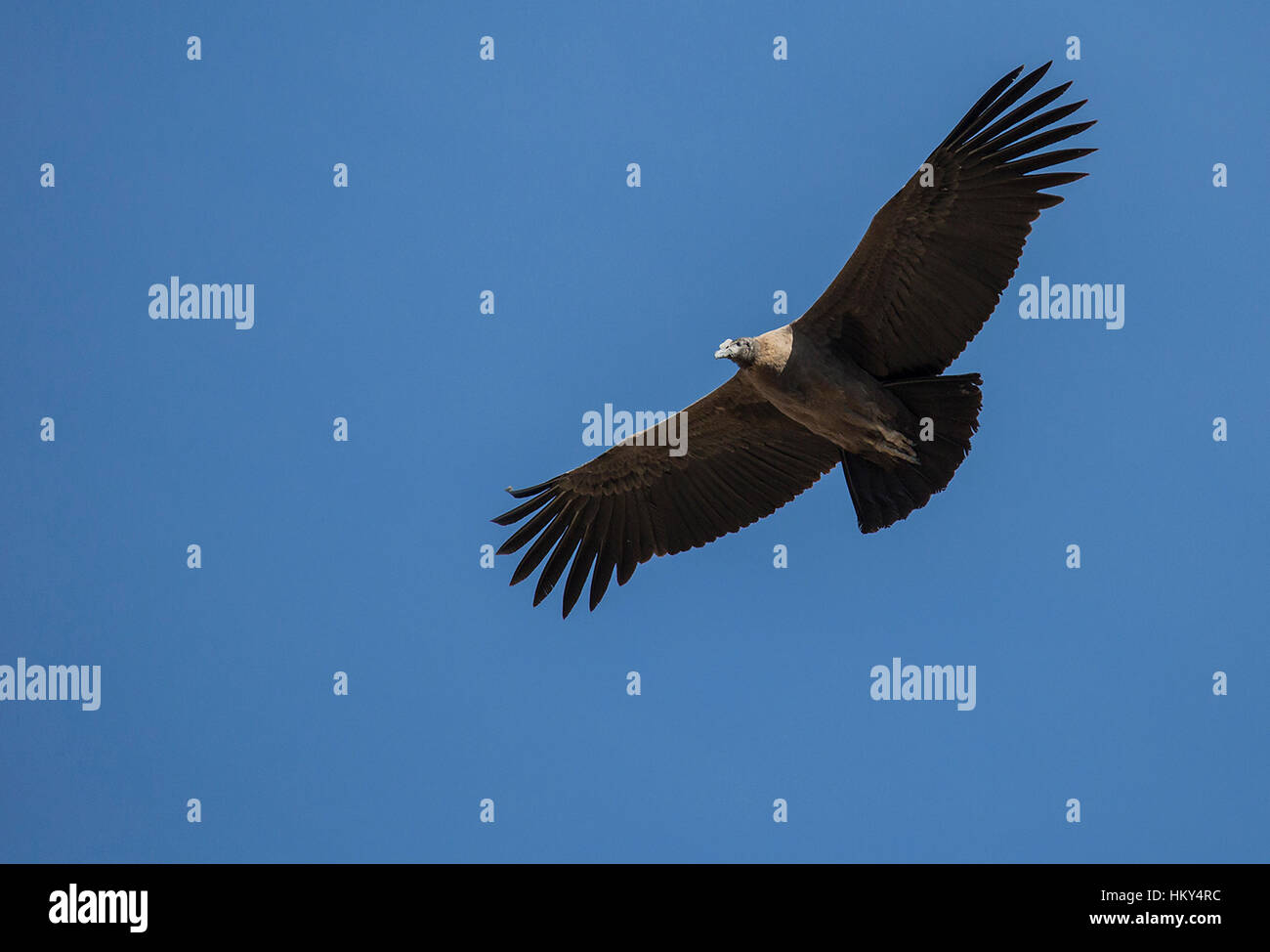 Condor in flight Stock Photo Alamy