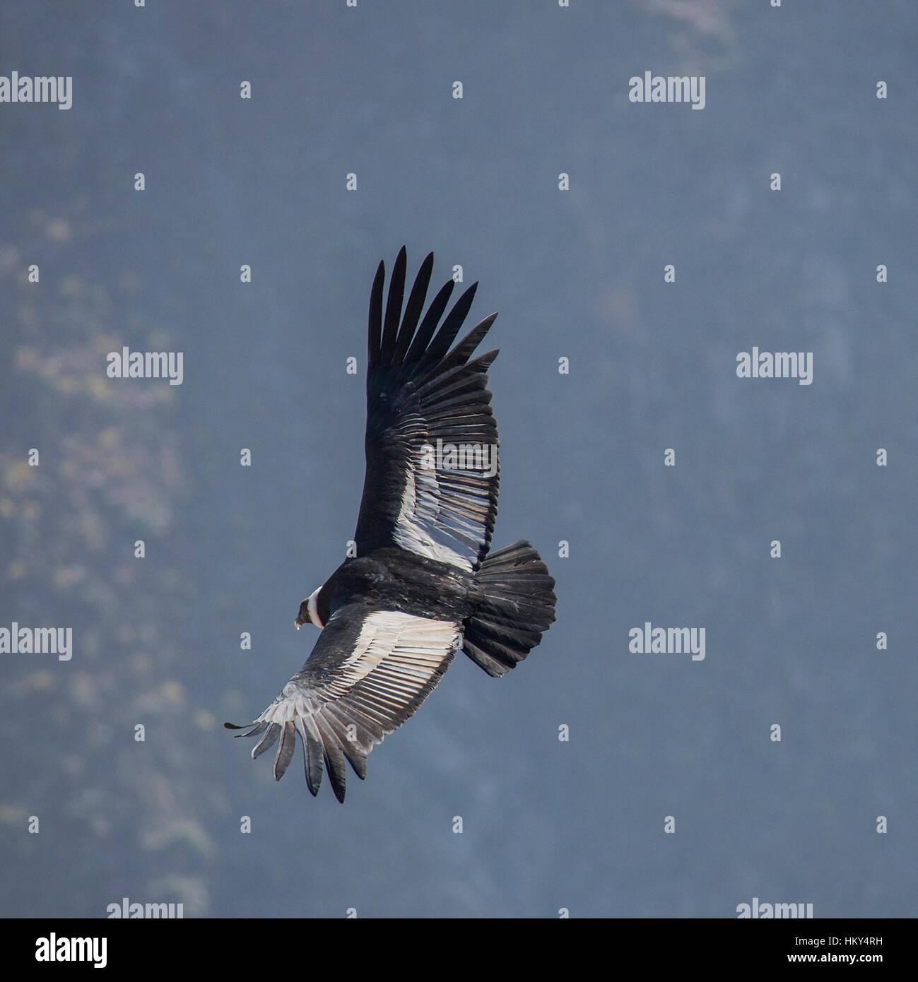Condor in flight Stock Photo Alamy