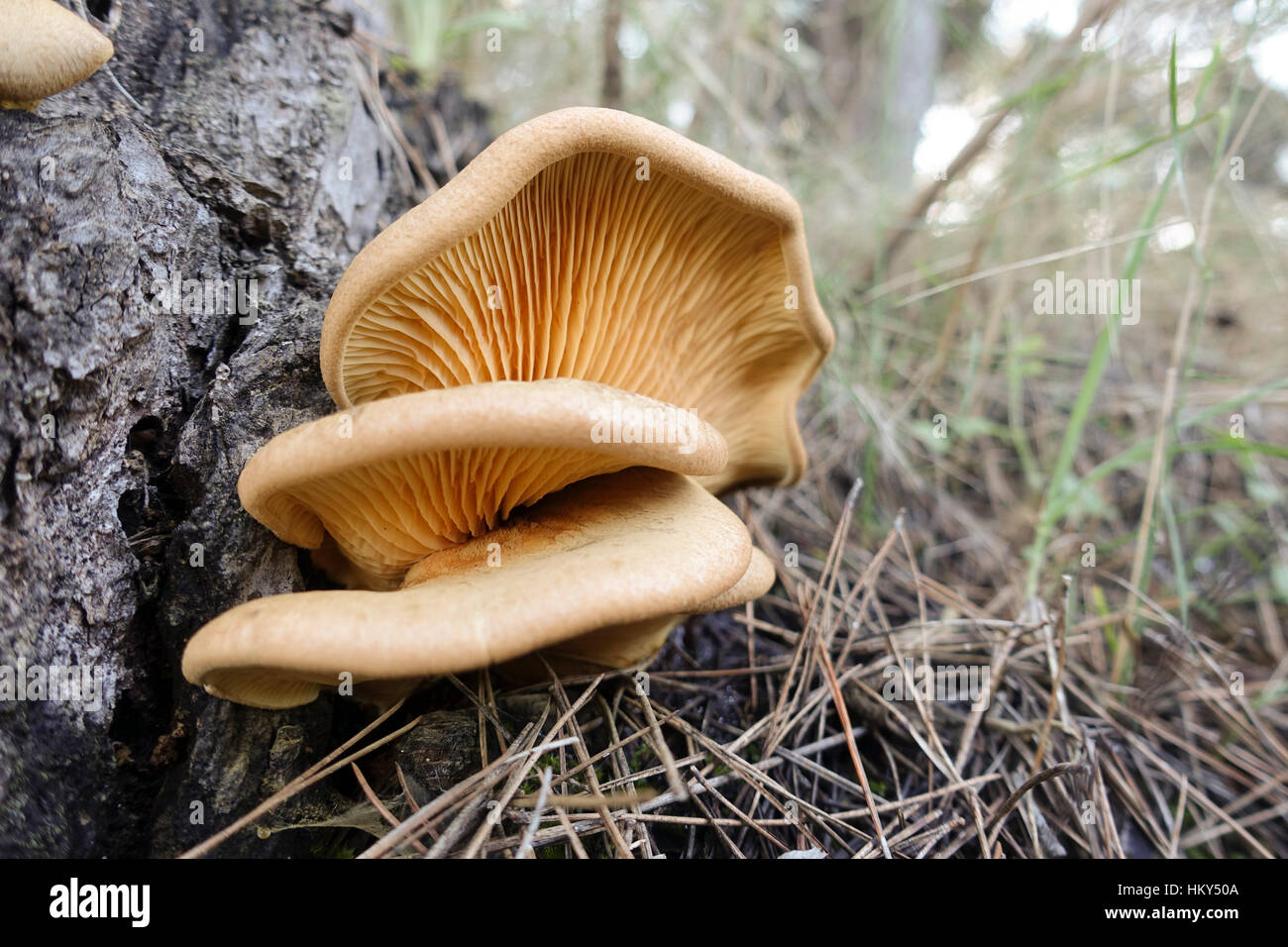 Pleurotus sp on tree, gilled mushroom, mushrooms, at foot of tree, Spain. Stock Photo