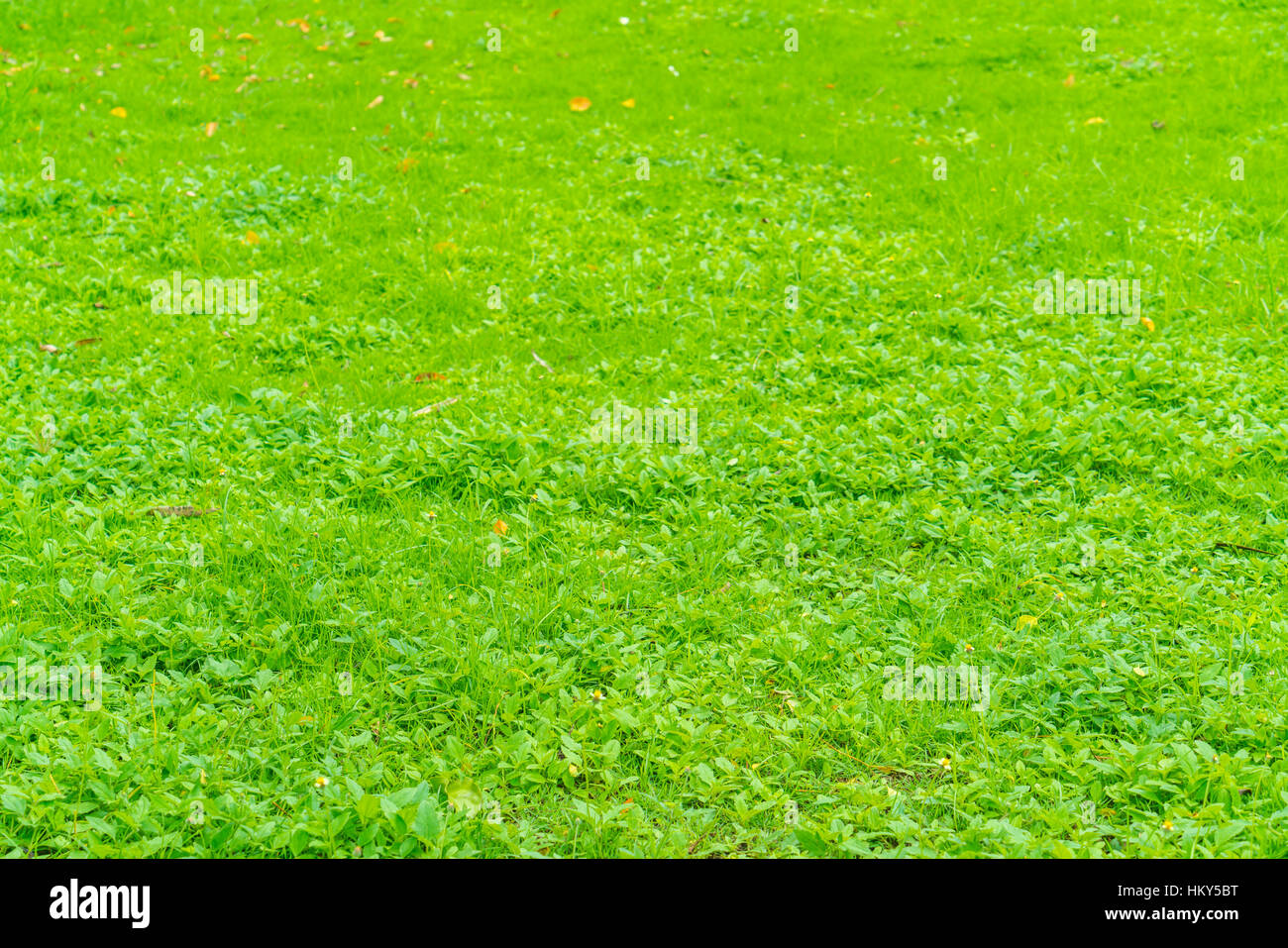 Close-up image of fresh spring green grass Stock Photo - Alamy