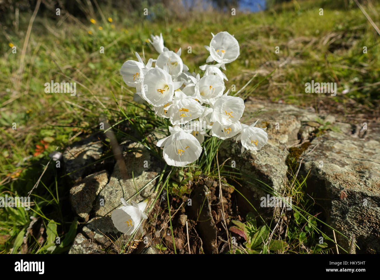 Narcissus cantabricus,White Hooped-Petticoat, flowering in winter in Andalusia, Spain Stock Photo