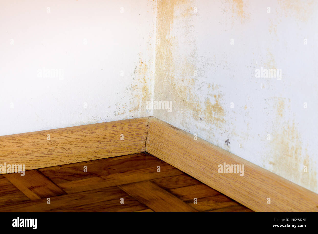 Persistent mold on corner in room wall Stock Photo Alamy