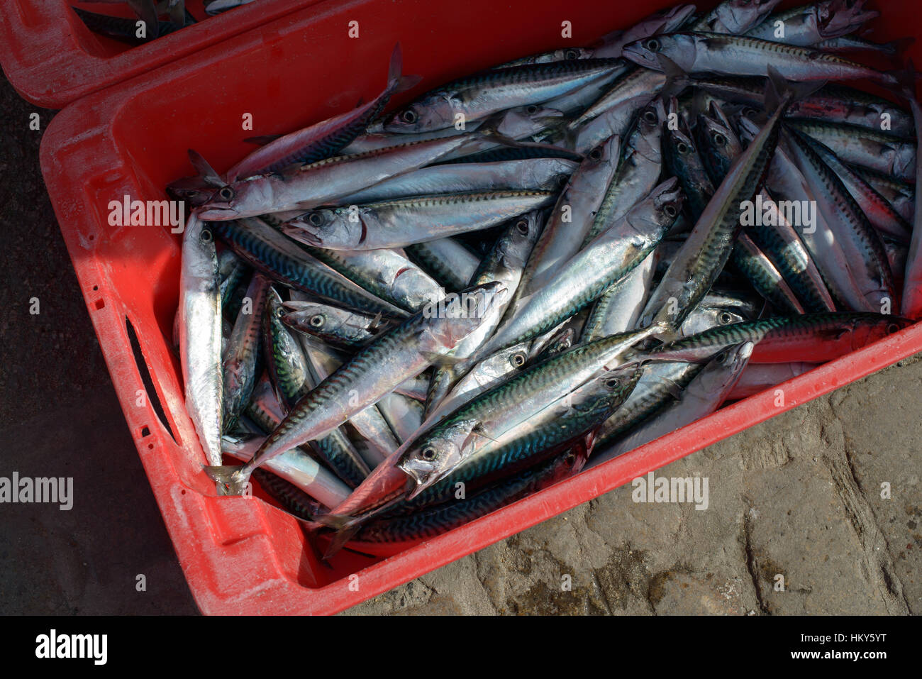 A box of fresh mackerel fish, caught by Cornish fishermen, on the quay ...