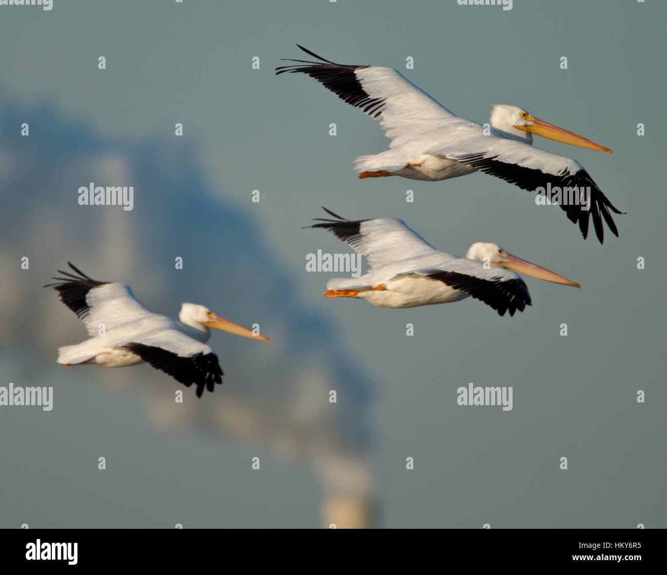White pelicans congregate at the mouth of the Alafia River in Tampa bay, Florida. Stock Photo