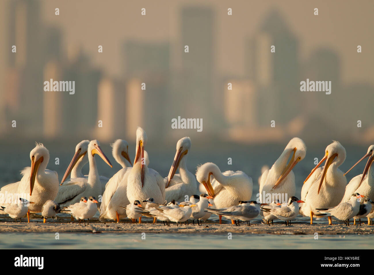 White pelicans congregate at the mouth of the Alafia River in Tampa bay, Florida. Stock Photo