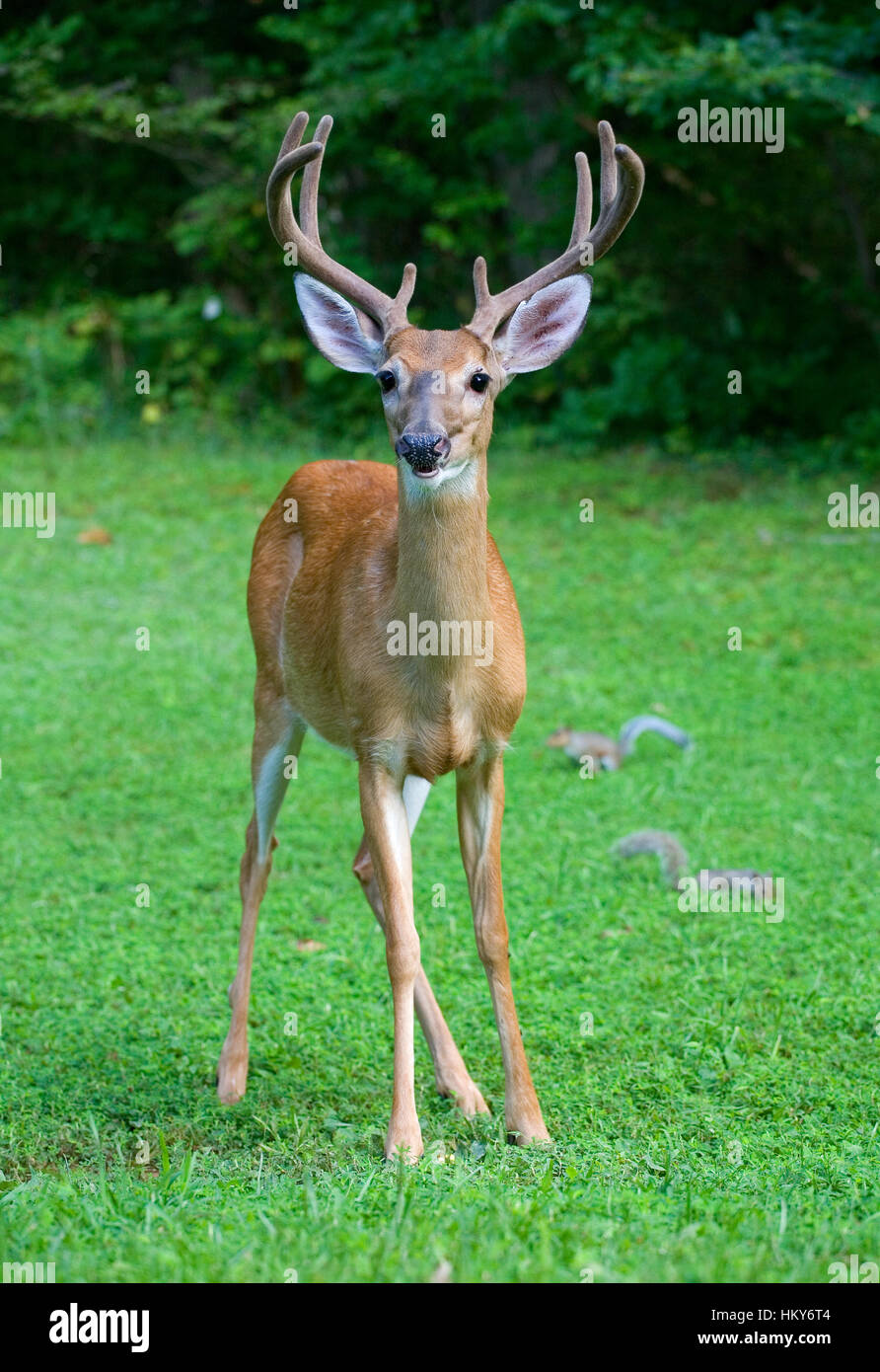 Eight point whitetail buck on the grass with antlers in velvet Stock Photo