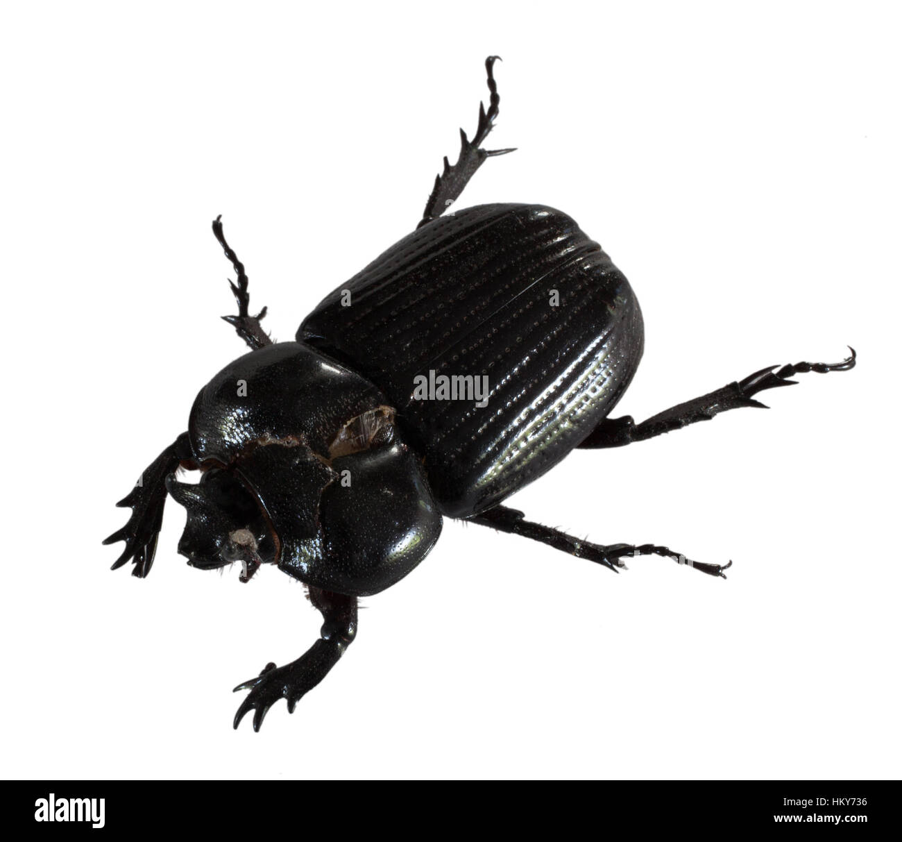Big black beetle that has been isolated on white Stock Photo - Alamy