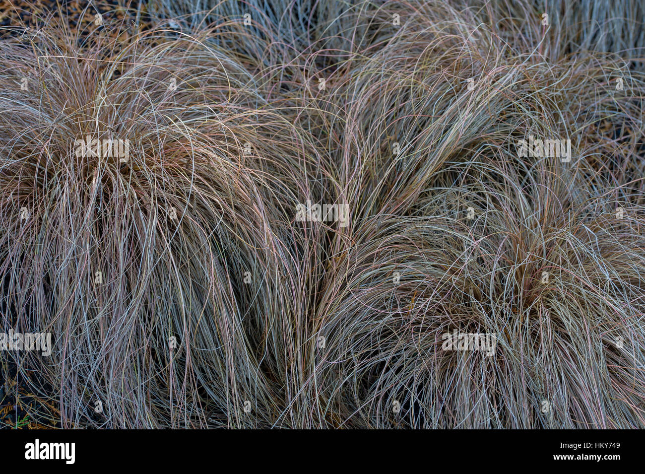 Carex comans 'Bronze' Stock Photo