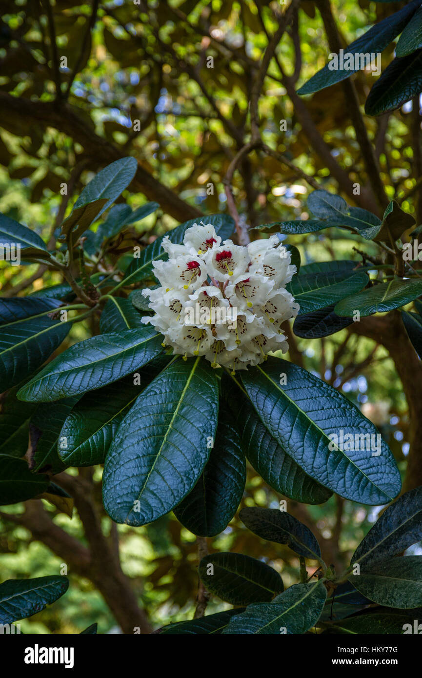 Rhododendron falconeri Stock Photo