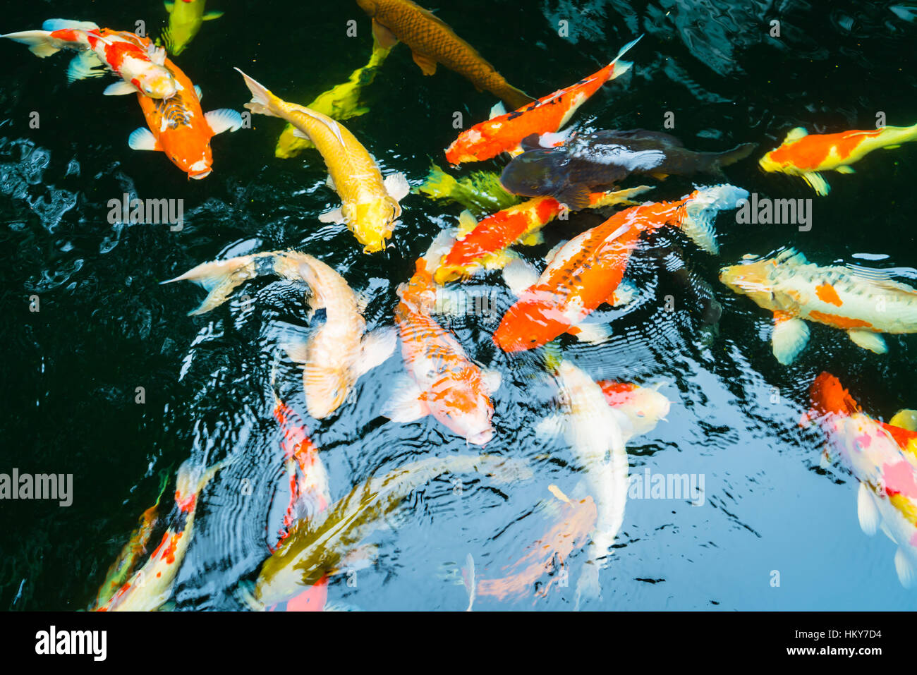 Colorful Koi Fish Swimming In Water Stock Photo - Alamy