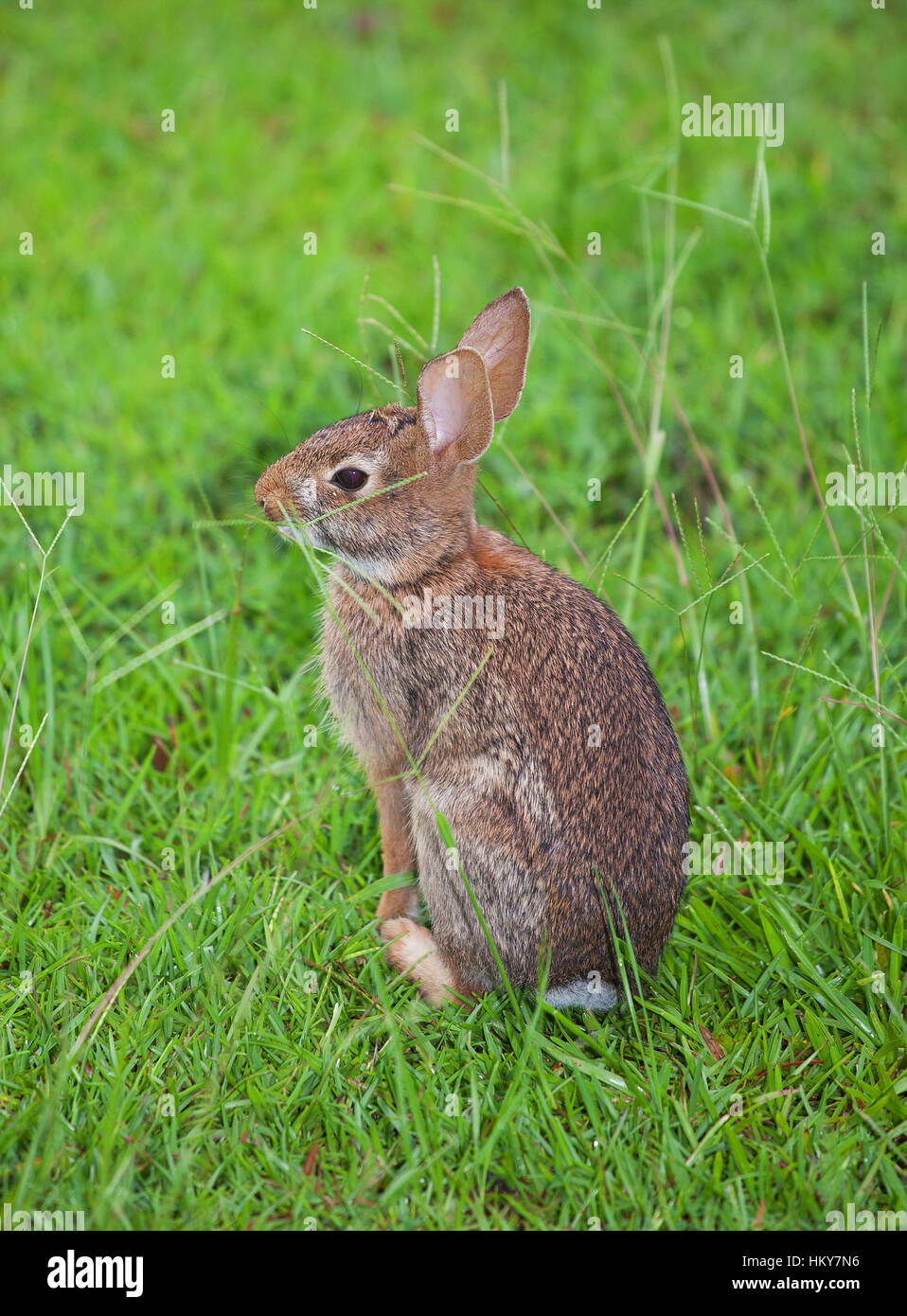 Young cottontail rabbit that is in the grass Stock Photo Alamy