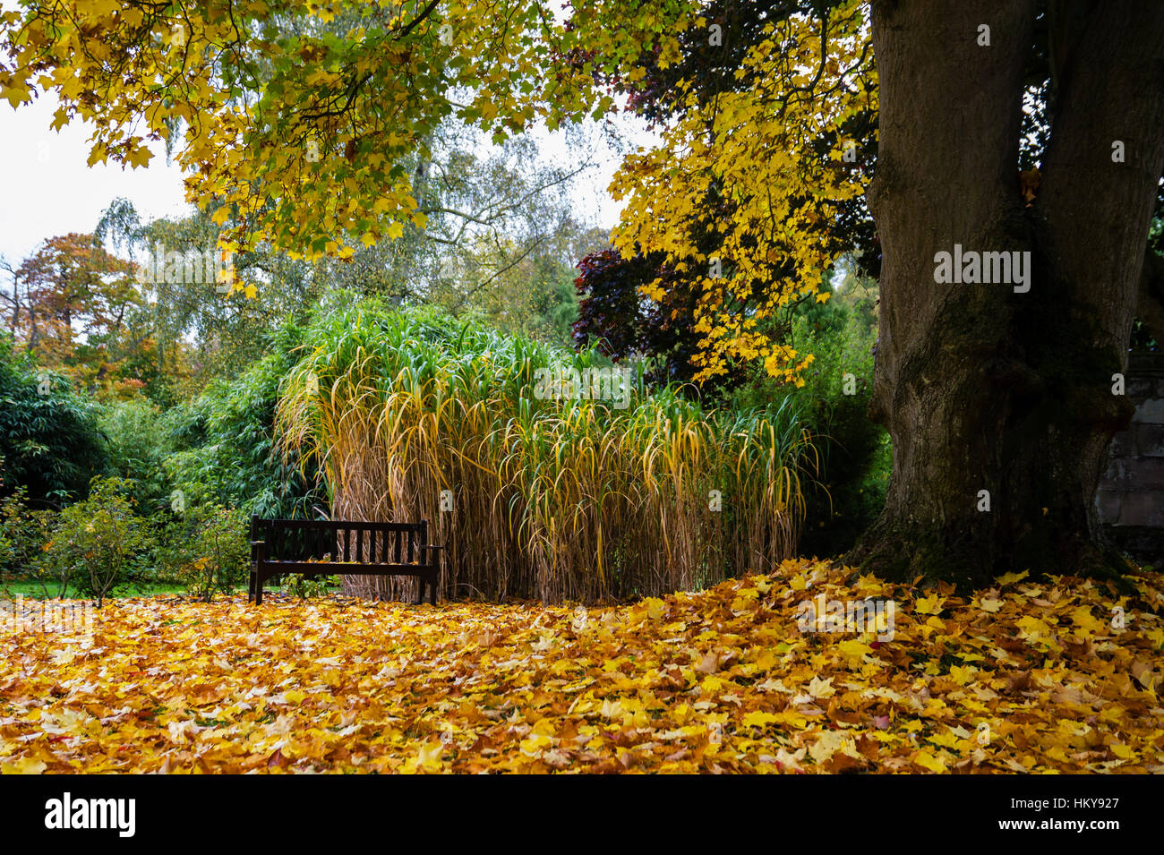 Autumn leaves and colour at Cholmondeley Castle gardens,Cheshire Stock Photo