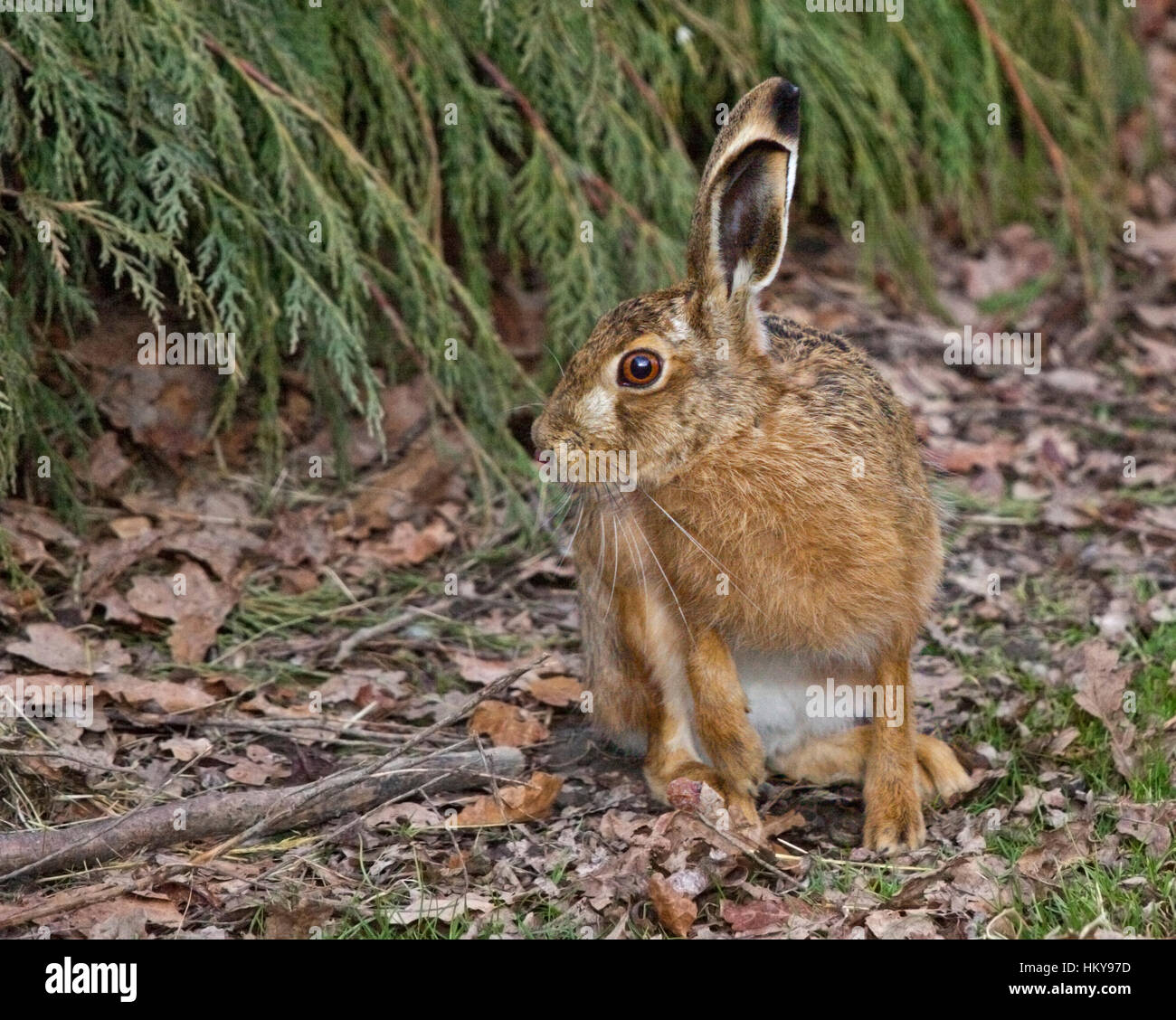 European Hare (lepus europaeus) Stock Photo