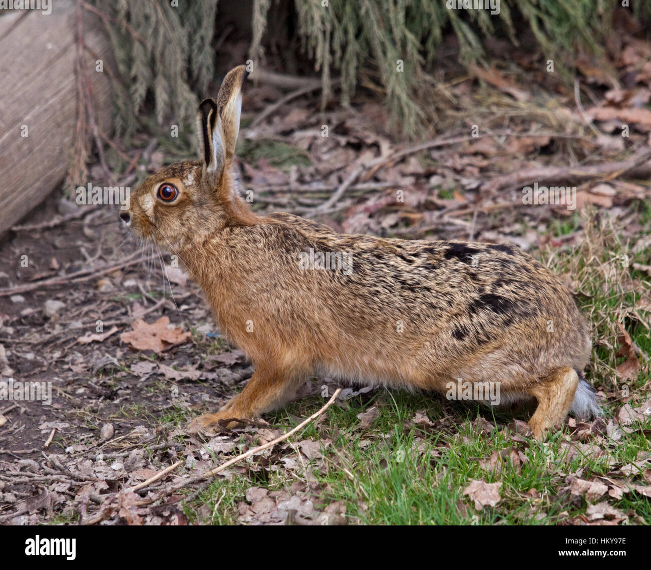 European Hare (lepus europaeus) Stock Photo
