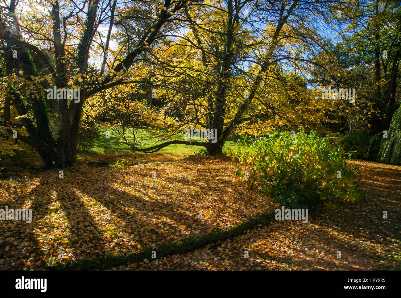 Autumn  colour at Cholmondeley Castle gardens,Cheshire Stock Photo