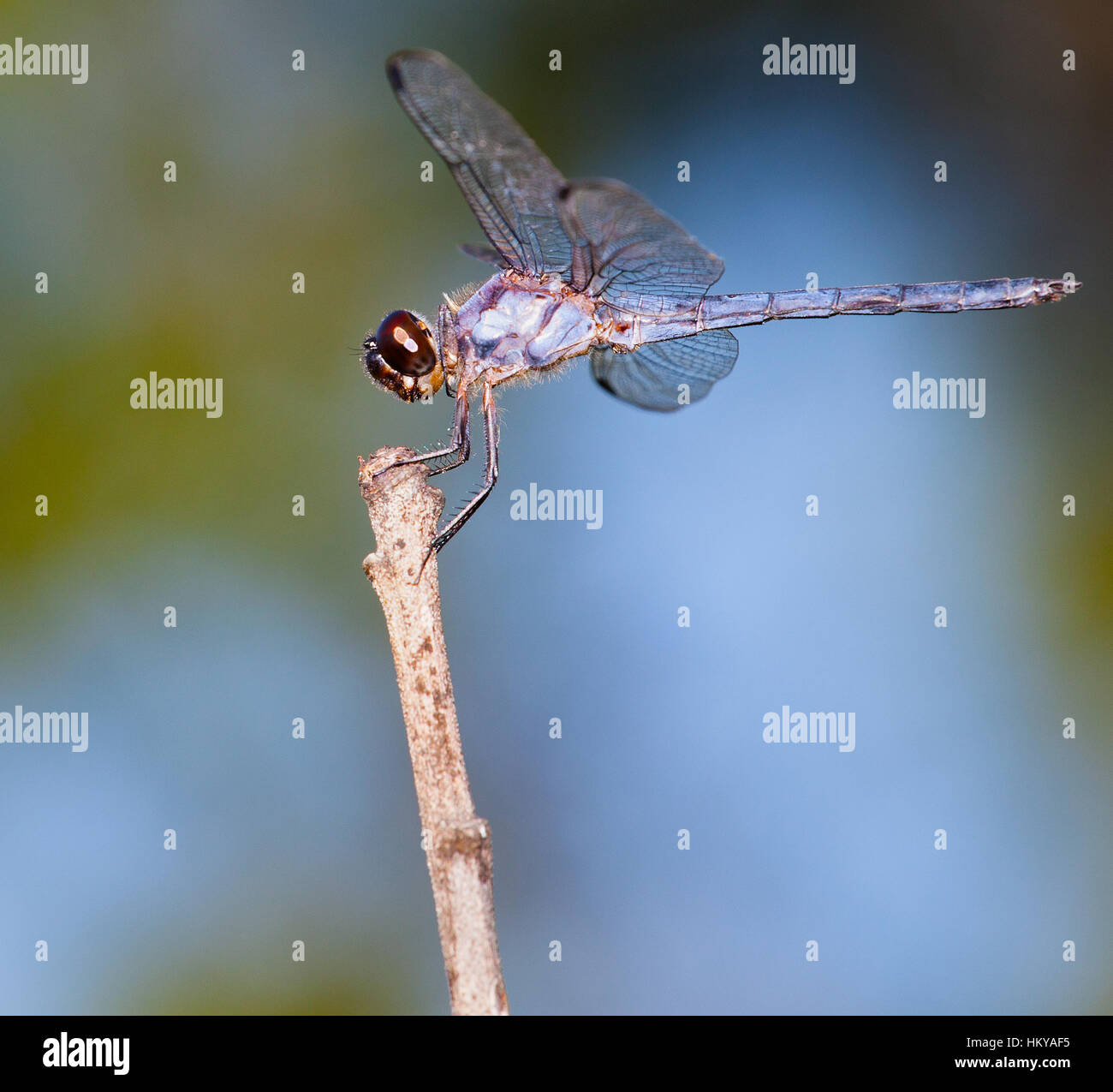 Dragonfly that is on the top of a dead stick Stock Photo - Alamy