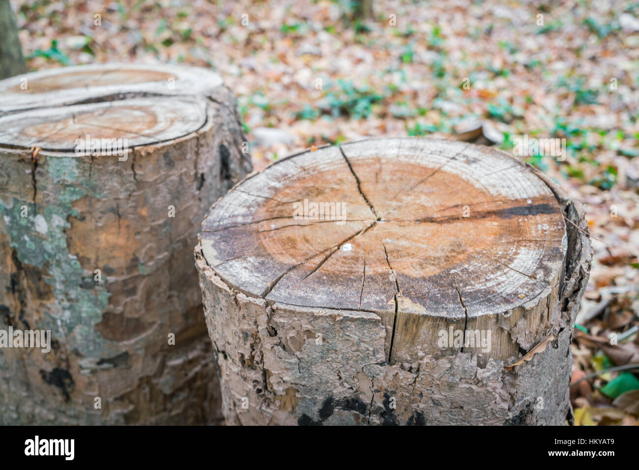 Stump of tree Stock Photo - Alamy