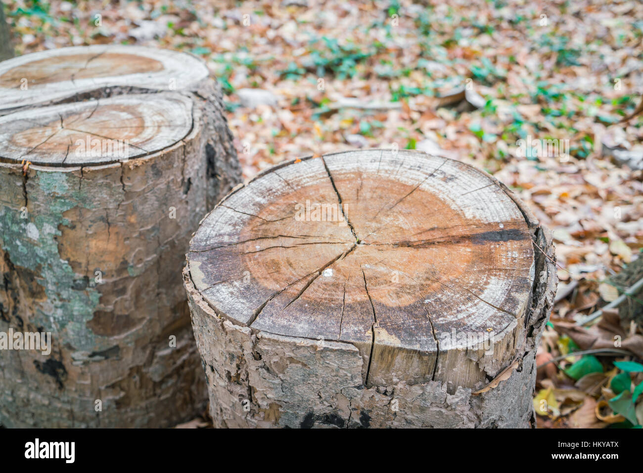Stump of tree Stock Photo - Alamy