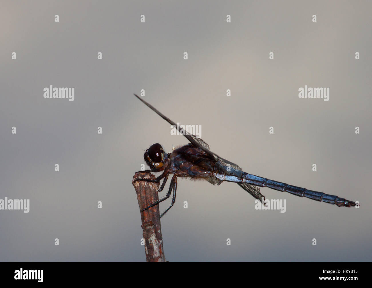 Brown and blue dragonfly waiting on the top of a stick Stock Photo - Alamy