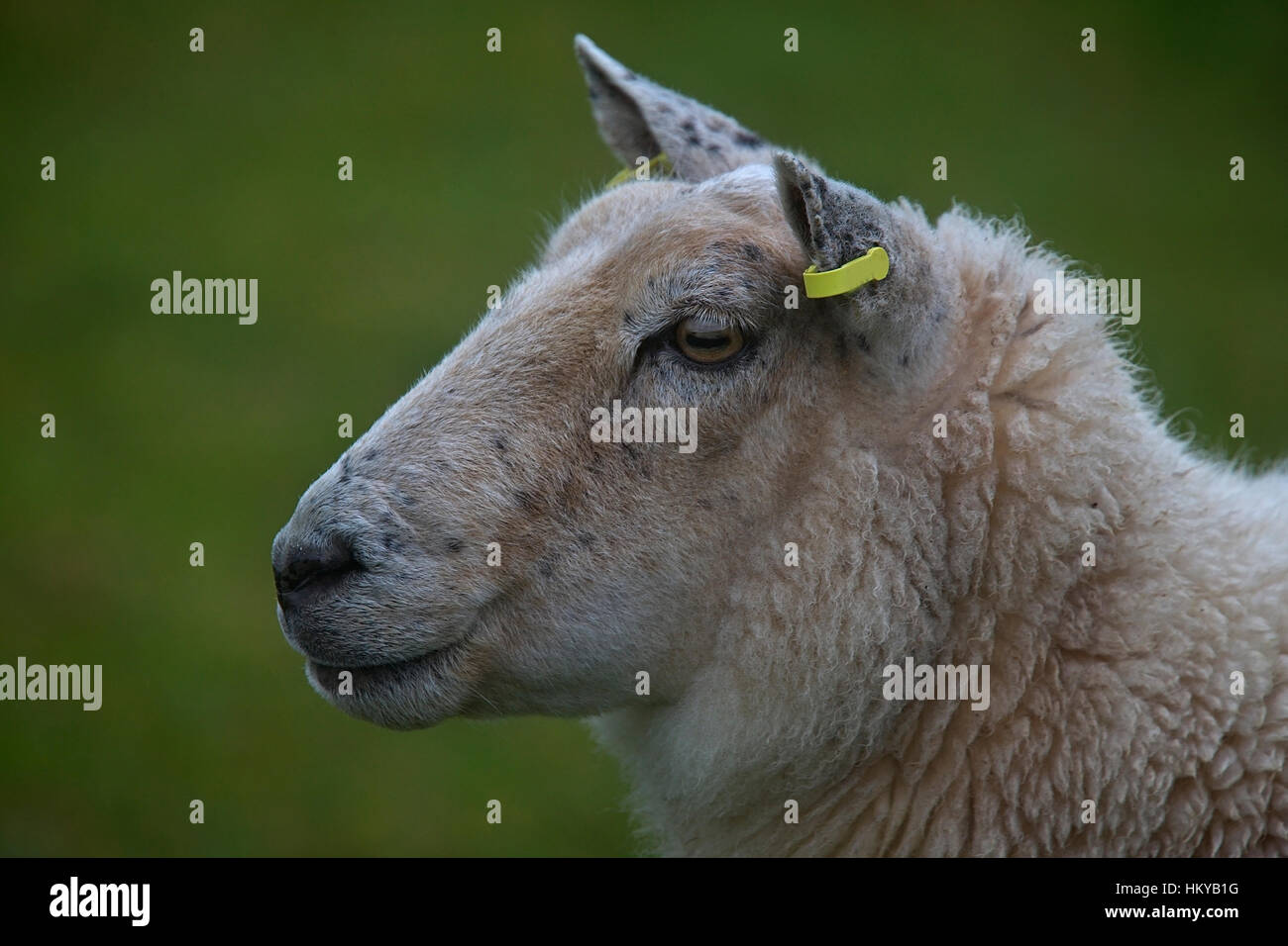 A portrait shot of a female sheep with blanked ear tag, Shetland, Scotland, UK. Stock Photo